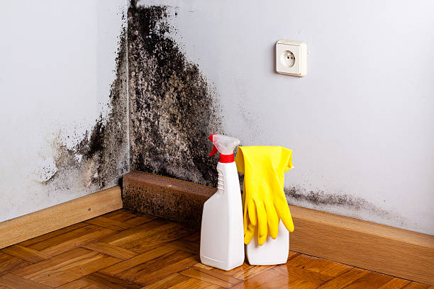 Best Mold Prevention Services  in North Belle Vernon, PA